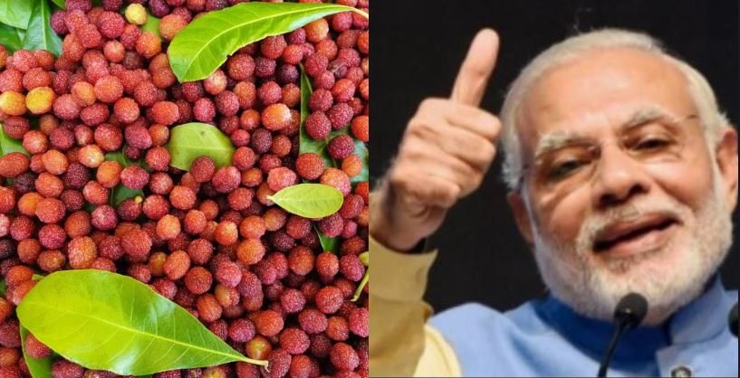 प्रधानमंत्री नरेंद्र मोदी को भाए काफल, कहा उत्तराखंड के पास प्रकृति के एक से बढ़कर एक उपहार…