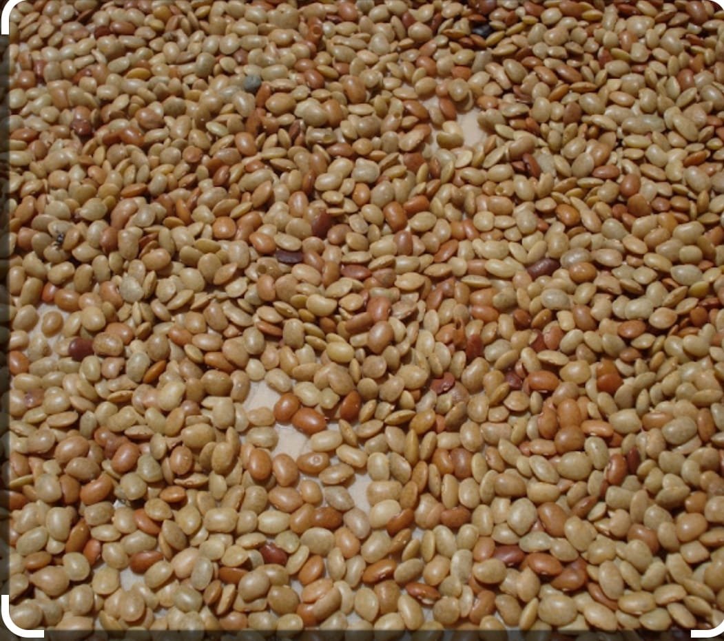  What Is Horse Gram In Hindi National Media News