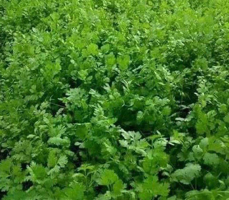 हरा धनिया को न करें नजरअंदाज, फायदे जानकर रह जाएंगे दंग, पेट की समस्याओं को दूर और पाचन शक्ति को बढ़ाने में लाभकारी