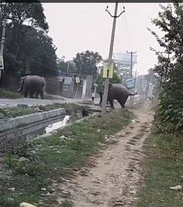 जगजीतपुर की सड़कों पर चहल कदमी करते जंगली हाथी